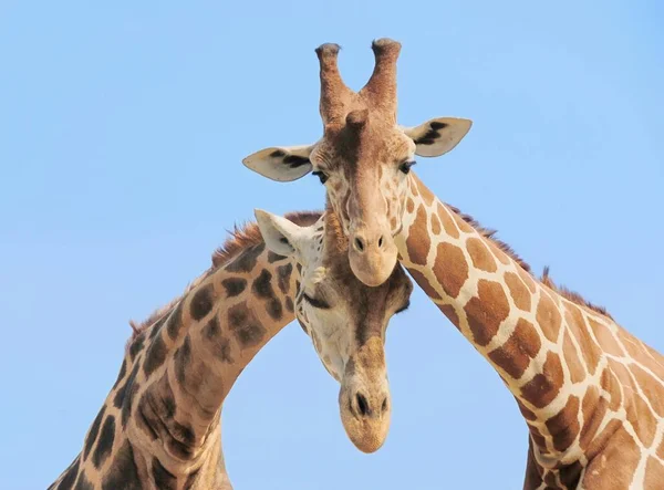 Girafa Casal Apaixonado Pelo Céu Azul Fundo — Fotografia de Stock