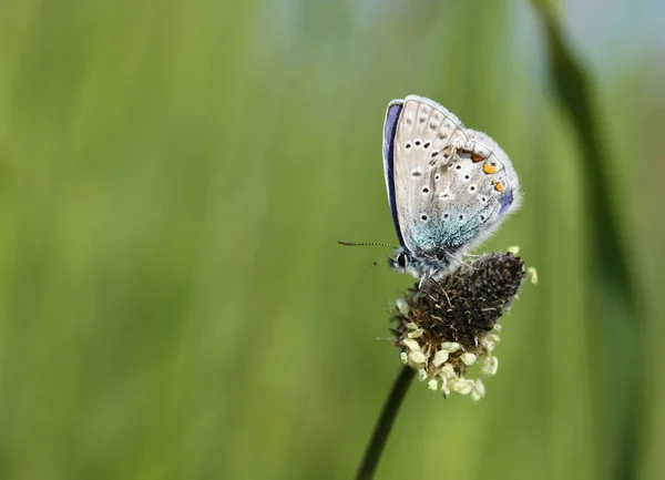 Papillon Exotique Aux Ailes Insecte — Photo