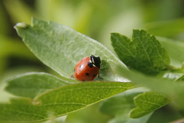 Spot Ladybird Green Leaf Garden Worksop Notts Inglaterra —  Fotos de Stock