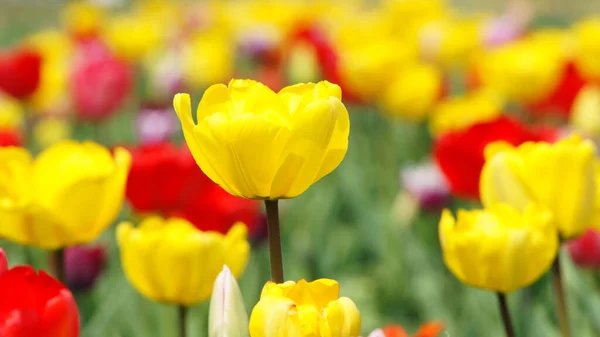 Kvetoucí Tulipány Jarní Květiny — Stock fotografie