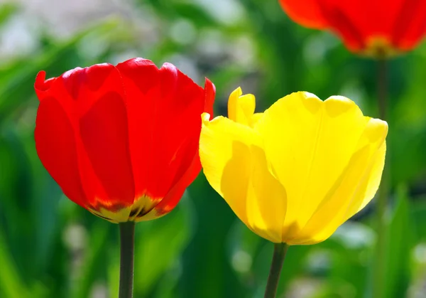 Tulipes Soleil Tulipes Soleil — Photo