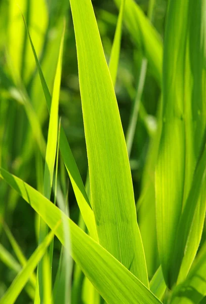 Gräser Schließen Gras Nahaufnahme — Stockfoto