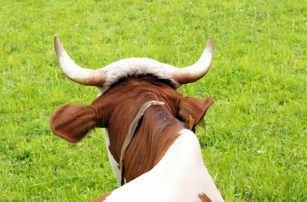 Vache Dans Pré Vache Dans Pré — Photo