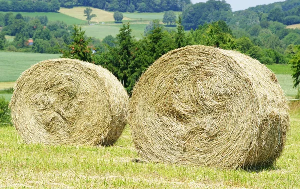 Hay Harvest Nature Agriculture — Stok fotoğraf