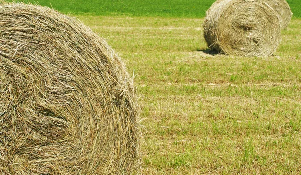 Raccolta Del Fieno Natura — Foto Stock