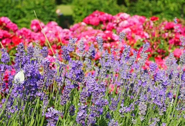 Blommor Trädgården Blomsterträdgård — Stockfoto