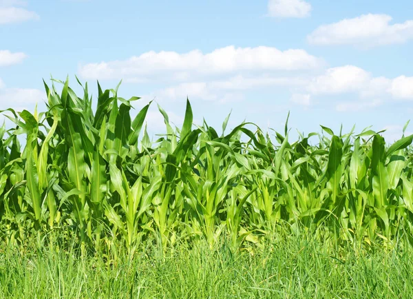 Landwirtschaftliche Nutzflächen Ländliche Maisfelder — Stockfoto