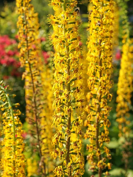 Flores Jardim Flores Amarelas — Fotografia de Stock