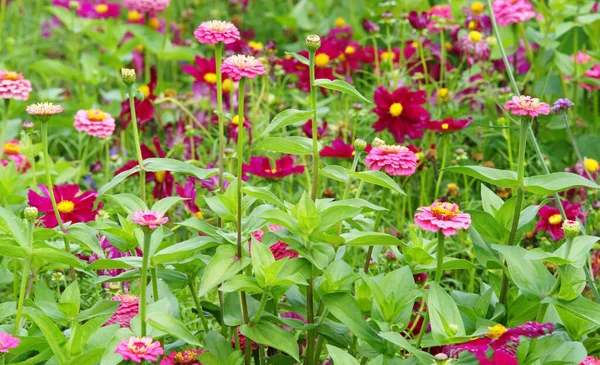 colorful flowers in the garden - colorful flowers