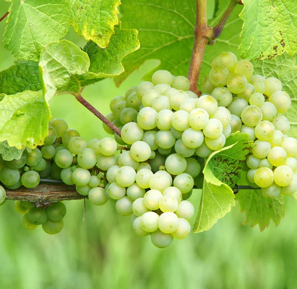 White Wine Grapes White Wine Grapes — ストック写真