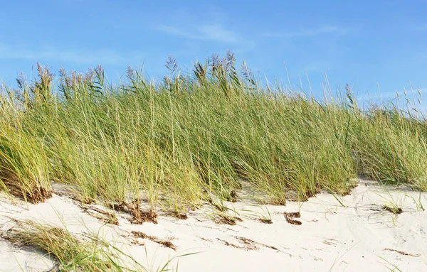 Homokdűne Tengerparton Dűne Strandon — Stock Fotó