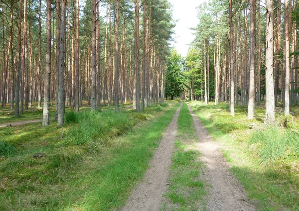 Het Pad Het Bos Het Bos — Stockfoto