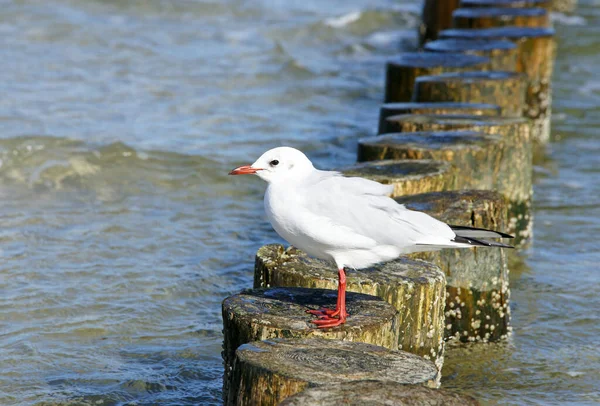 Seagull Coast Seagull — Stock Photo, Image