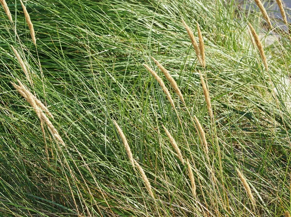 Dünengras Strand Dünengras — Stockfoto