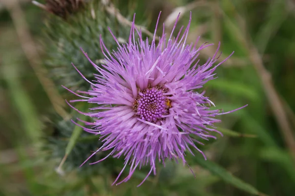 紫色のアザミの花のイメージを閉じます — ストック写真