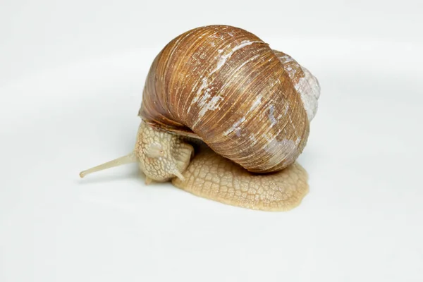 Guscio Elica Mollusco Lumaca — Foto Stock