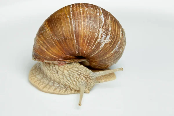 Elica Mollusco Chiocciola Animale Guscio — Foto Stock