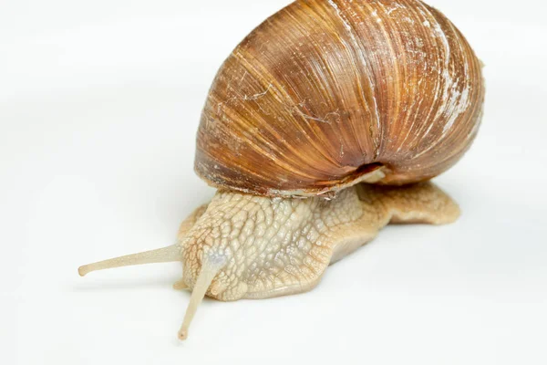 Elica Mollusco Chiocciola Animale Guscio — Foto Stock