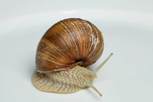 White Wine Snail Helix Pomatia — 스톡 사진