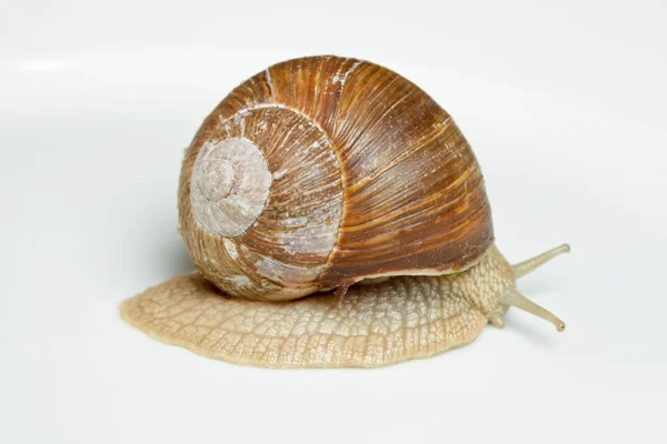 Caracol Vinho Branco Hélice Pomatia — Fotografia de Stock