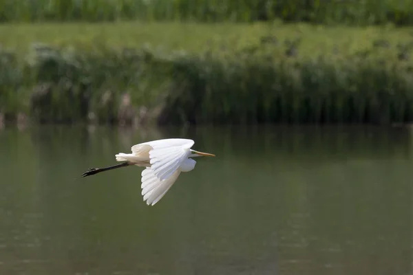 Vue Panoramique Aigrettes Oiseaux Nature — Photo