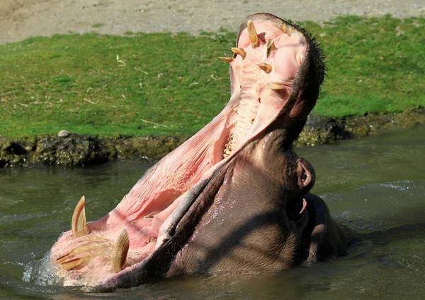 Flusspferd Nilpferd Naturfauna — Stockfoto