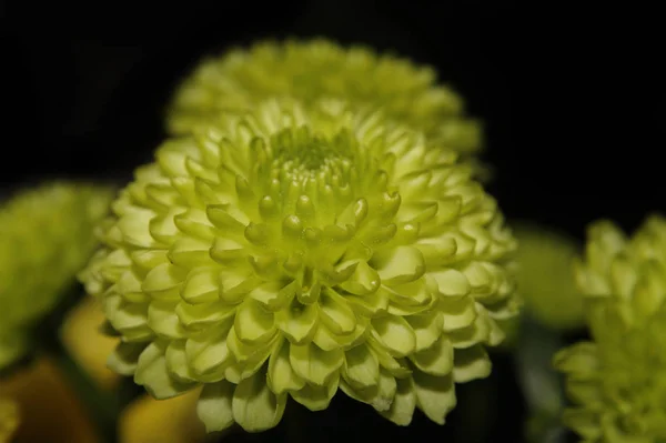Yeşil Kasımpatı Çiçeğinin Görüntüsünü Kapat — Stok fotoğraf