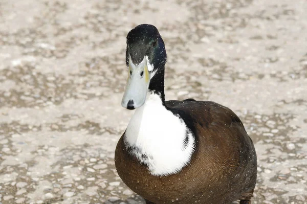 Fiatal Tőkés Réce Macskaköveken Állt Angliai Rufford Parkban — Stock Fotó