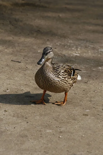 Ngiltere Rufford Park Dişi Yaban Ördeği — Stok fotoğraf