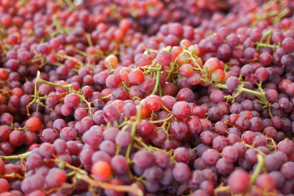 Sea Red Grapes Farmer 039 — стоковое фото