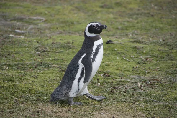 ペンギンの姿を見ることができます — ストック写真