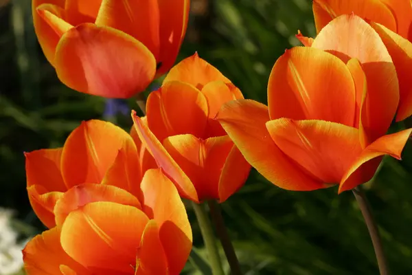 チューリップの花びら春の植物 — ストック写真