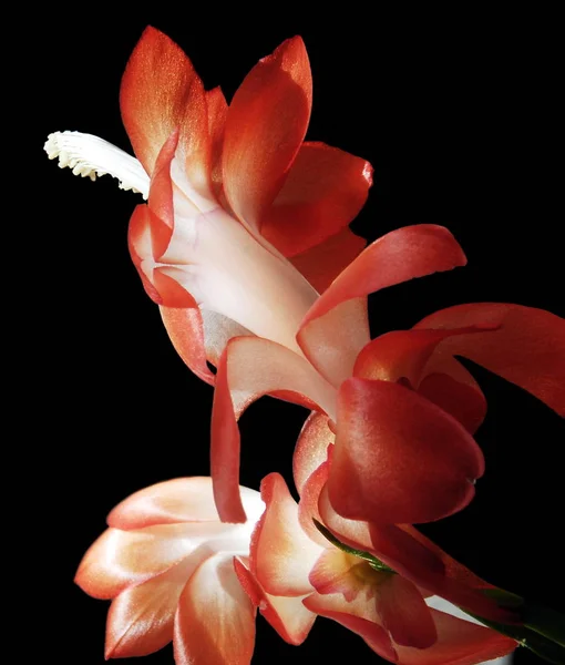 Красивые Цветы Лилии Черном Фоне — стоковое фото