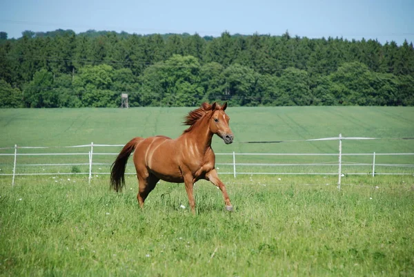 Bonito Cavalo Selvagem Natureza — Fotografia de Stock