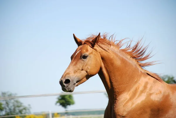 Cavalos Livre Durante Dia — Fotografia de Stock