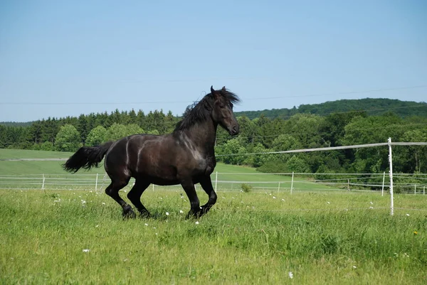 Lovak Nappal Szabadban — Stock Fotó