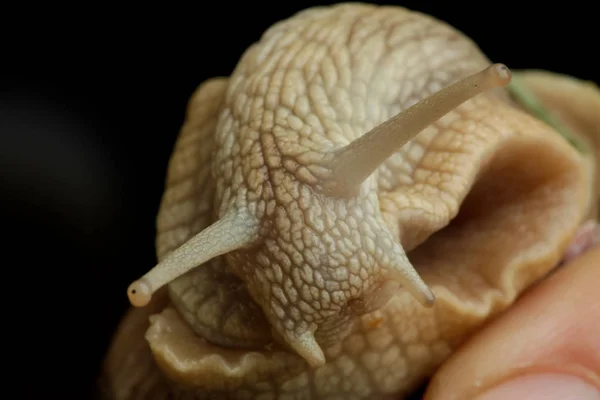 カタツムリの殻の胃腸ポッド動物 — ストック写真