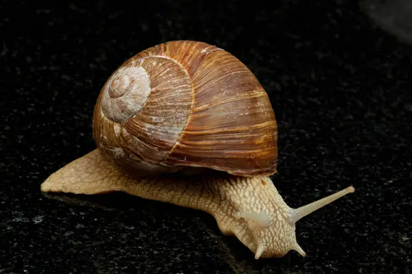 Guscio Elica Mollusco Lumaca — Foto Stock