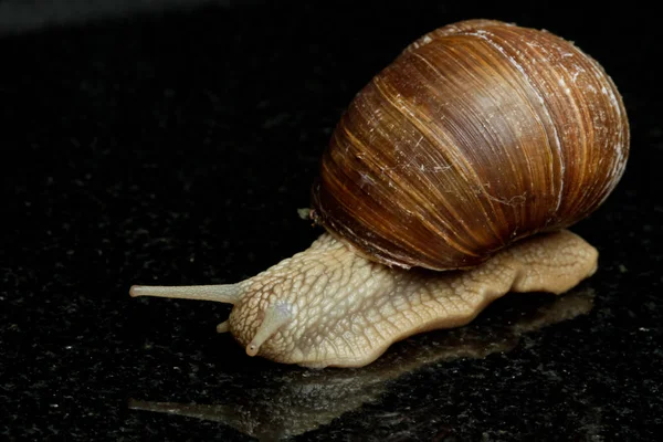 Guscio Elica Mollusco Lumaca — Foto Stock