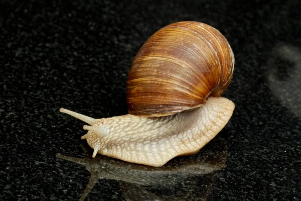 Helix Schneckenmollusk Muscheltier — Stockfoto