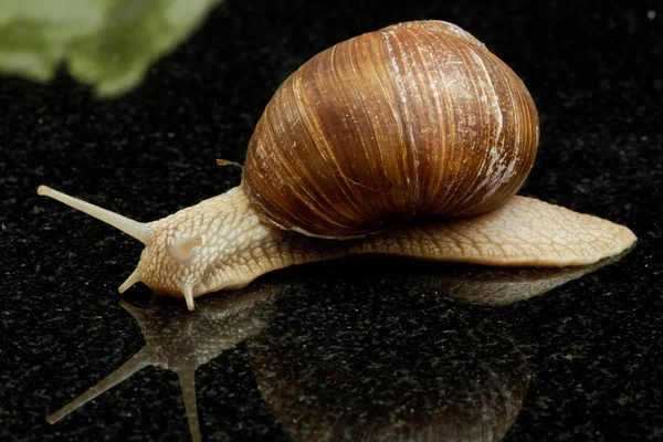 Hélice Mollusque Escargot Coquille — Photo