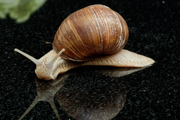 Hélice Mollusque Escargot Coquille — Photo