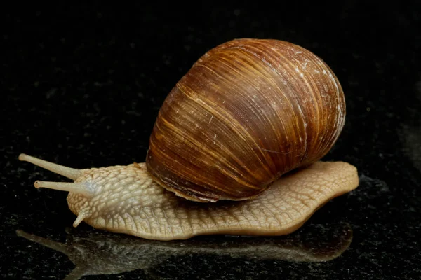 Coquille Hélice Mollusque Escargot — Photo
