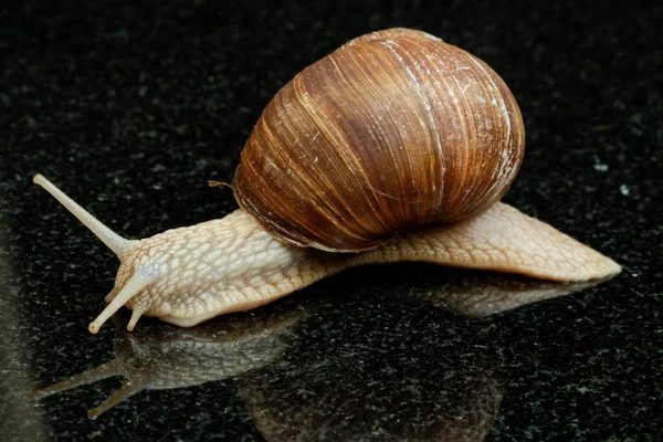 Αμπελώνας Σαλιγκάρι Helix Pomatia — Φωτογραφία Αρχείου