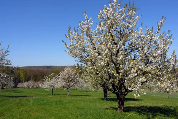 Kirschbaumblüte Blumen Frühling — Stockfoto