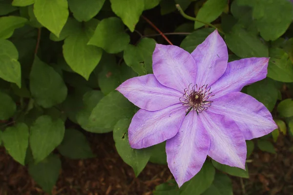 Violet Clematis Flower Green Leaves — Stock Photo, Image