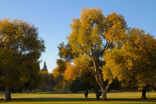 Γήπεδο Γκολφ Φθινοπωρινά Χρυσά Φύλλα Elm Δέντρα Καλά Κομμένο Πράσινο — Φωτογραφία Αρχείου