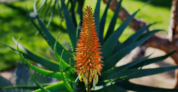 Orange Blossom Flower Aloe Vera Plant Soft Focus Leaves Background — 스톡 사진