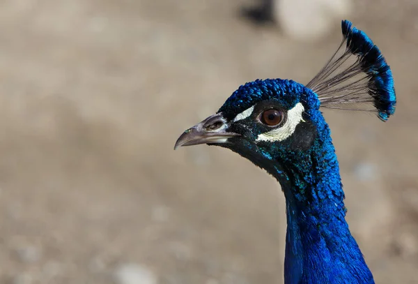 Close Irradescent Blue Peacock Head Profile Neck Very Soft Focus — 스톡 사진