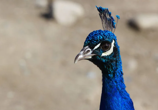Close Irradescent Blue Peacock Head Neck Very Soft Focus Barren — 스톡 사진